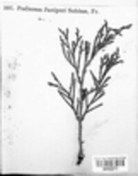 Gymnosporangium sabinae image